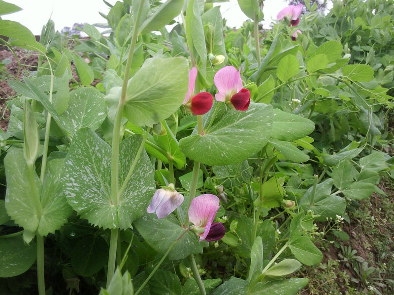 豌豆花开别样鲜.jpg