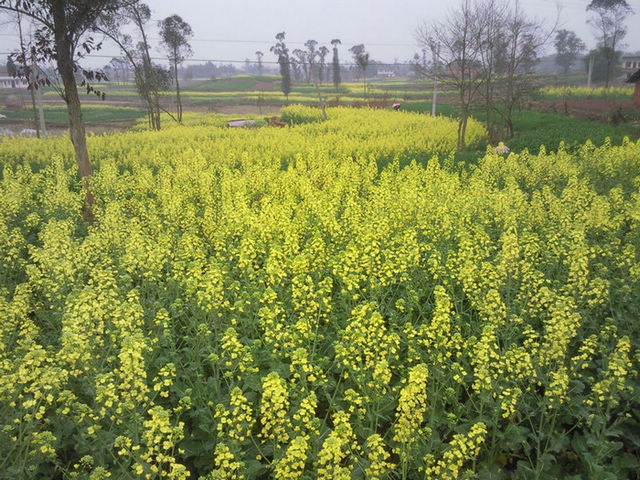 油菜花开遍地黄.jpg