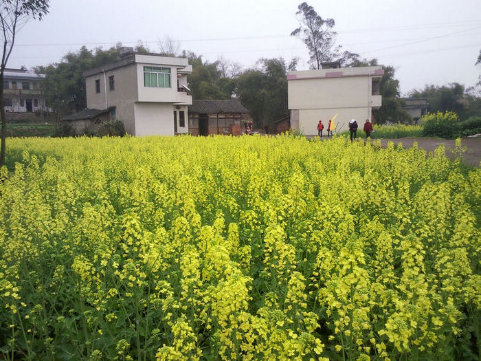 乡村一派好风光.jpg