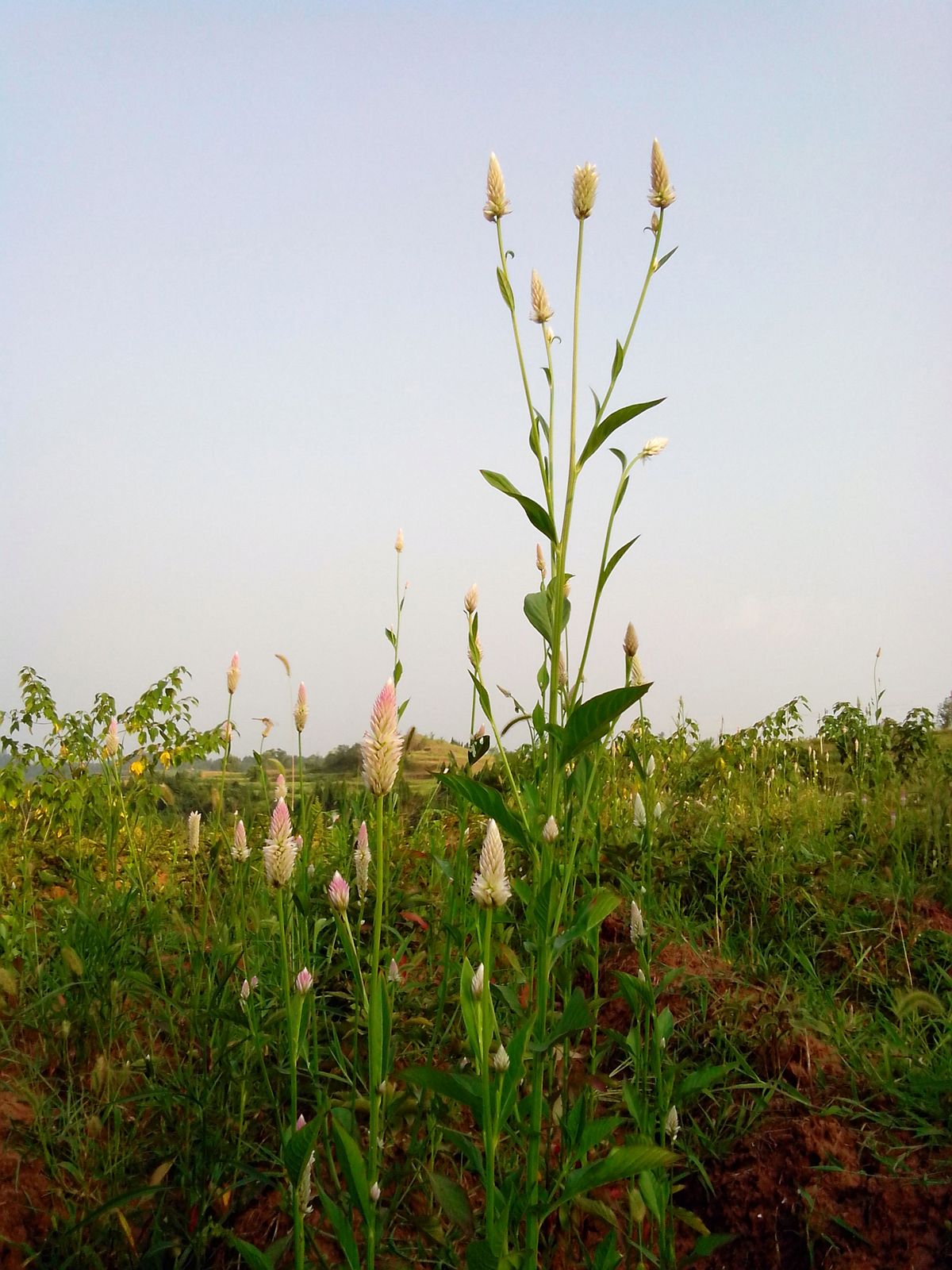 野草  鸡冠花1.jpg